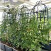 2 Pack Metal Garden Trellis Rustproof Trellis For Climbing Plants Outdoor Flower Support - Black - Image 13
