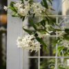 2 Pack Metal Garden Rustproof Trellis For Climbing Plants Outdoor Flower Support - Cream White - Image 7