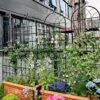 2 Pack Metal Garden Trellis Rustproof Trellis For Climbing Plants Outdoor Flower Support - Black - Image 5