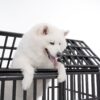 Heavy Duty Dog Crate Large Dog Cage Strong Metal Dog Kennels And Crates For Large Dogs With 4 Lockable Wheels - Black - Image 13