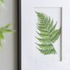 Botanical And Fern Wall Art, Wall Decor For Living Room Dining Room Entryway (Set of 4) - White / Black - Image 9
