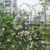 2 Pack Metal Garden Trellis Rustproof Trellis For Climbing Plant Outdoor Flower Support - Black - Image 3