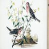 Bird Framed Print (Set of 4) - Multicolor - Image 12