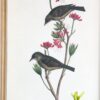 Bird Framed Print (Set of 4) - Multicolor - Image 13