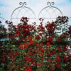 2 Pack Metal Garden Rustproof Trellis For Climbing Plants Outdoor Flower Support - Cream White - Image 12