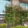 2 Pack Metal Garden Rustproof Trellis For Climbing Plants Outdoor Flower Support - Black - Image 16