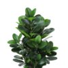 31" Tall, Artificial Plant, Garcinia Tree, Indoor, Faux, Fake, Floor, Greenery, Potted, Real Touch, Decorative - Green / White - Image 3