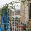 2 Pack Metal Garden Trellis Rustproof For Climbing Plant Outdoor Flower Support - Cream White - Image 6