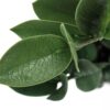 20" Tall, Artificial Plant, Zz, Indoor, Faux, Fake, Table, Greenery, Potted, Real Touch, Decorative - Green / Gray - Image 3