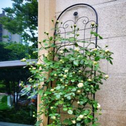 2 Pack Metal Garden Trellis For Climbing Plants Outdoor Rustproof Plant Support Rose Trellis Netting Trellis - Black
