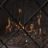 Minimalist Single Panel Iron Fireplace Screen With Diamond Design - Black - Image 4