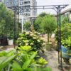 Metal Garden Arch Climbing Plants Support Rose Arch Outdoor - Black - Image 2