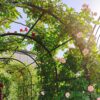 Metal Garden Arch With Two Plant Stands Wide High Climbing Plants Support Rose Arch Outdoor - Black - Image 4