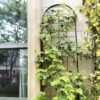 2 Pack Metal Garden Trellis For Climbing Plants Outdoor Rustproof Plant Support Rose Trellis Netting Trellis - Black - Image 5