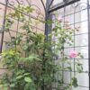 4 Pack Metal Garden Trellis For Climbing Plants Outdoor Rustproof Plant Support Rose Trellis Netting Trellis - Black - Image 9