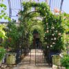 Metal Garden Arch With Gate Wide High Climbing Plants Support Rose Arch Outdoor - Black - Image 2