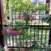 2 Pack Metal Garden Rustproof Trellis For Climbing Plants Outdoor Flower Support - Black - Image 6