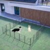 Dog Playpen Foldable 24 Panels Dog Pe Height Pet Enclosure Dog Fence Outdoor With Lockable Door For Large / Medium / Small Dogs, Puppy Playpen, RV, Camping Pet Fence - Black - Image 8
