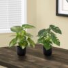 13" Tall, Artificial Plant, Monstera Calthea, Indoor, Faux, Fake, Table, Greenery, Potted, Decorative (Set of 2) - Green / Black - Image 4