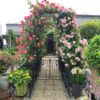 Metal Garden Arch With Two Plant Stands Wide High Climbing Plants Support Rose Arch Outdoor - Black - Image 3