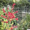4 Pack Metal Garden Trellis Rustproof For Climbing Plants Outdoor Flower Support - Cream White - Image 11