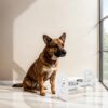 Adjustable Pet Bowl Travel Ready HDPE Durable Poly Lumber Recycled - White - Image 3