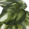 13" Tall, Artificial Plant, Monstera Calthea, Indoor, Faux, Fake, Table, Greenery, Potted, Decorative (Set of 2) - Green / Black - Image 3