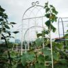 4 Pack Metal Garden Trellis Rustproof For Climbing Plants Outdoor Flower Support - Cream White - Image 12