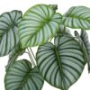 24" Tall, Artificial Plant, Calathea, Indoor, Faux, Fake, Table, Greenery, Potted, Real Touch, Decorative - Green / Black - Image 5