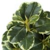14" Tall, Artificial Plant, Ficus, Indoor, Faux, Fake, Table, Greenery, Potted, Decorative (Set of 2) - Green / Black - Image 3