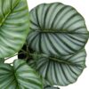 24" Tall, Artificial Plant, Calathea, Indoor, Faux, Fake, Table, Greenery, Potted, Real Touch, Decorative - Green / Black - Image 3