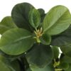 14" Tall, Artificial Plant, Ficus, Indoor, Faux, Fake, Table, Greenery, Potted, Decorative (Set of 2) - Green / Black - Image 5