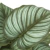 13" Tall, Artificial Plant, Epipremnum, Indoor, Faux, Fake, Table, Greenery, Potted, Decorative (Set of 2) - Green / Black - Image 3