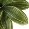 17" Tall, Artificial Plant, Dracaena, Indoor, Faux, Fake, Table, Greenery, Potted, Real Touch, Decorative - Green / Black - Image 3