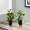 14" Tall, Artificial Plant, Ficus, Indoor, Faux, Fake, Table, Greenery, Potted, Decorative (Set of 2) - Green / Black - Image 4