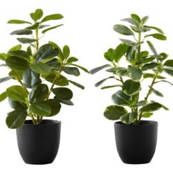 14" Tall, Artificial Plant, Ficus, Indoor, Faux, Fake, Table, Greenery, Potted, Decorative (Set of 2) - Green / Black