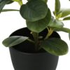 14" Tall, Artificial Plant, Ficus, Indoor, Faux, Fake, Table, Greenery, Potted, Decorative (Set of 2) - Green / Black - Image 2
