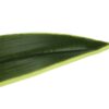 47" Tall, Artificial Plant, Dracaena Tree, Indoor, Faux, Fake, Floor, Greenery, Potted, Real Touch, Decorative - Green / Black - Image 3