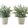 13" Tall, Artificial Plant, Eucalyptus Grass, Indoor, Faux, Fake, Table, Greenery, Potted, Decorative (Set of 2) - Green / White - Image 5