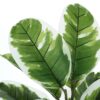 27" Tall, Artificial Plant, Rubber, Indoor, Faux, Fake, Table, Greenery, Potted, Real Touch, Decorative - Green / Black - Image 3