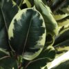 47" Tall, Artificial Plant, Oak Tree, Indoor, Faux, Fake, Floor, Greenery, Potted, Real Touch, Decorative - Green / Black - Image 3