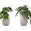8" Tall, Artificial Plant, Alocasia, Indoor, Faux, Fake, Table, Greenery, Potted, Decorative (Set of 2) - Green / White - Image 6