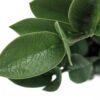 20" Tall, Artificial Plant, Zz, Indoor, Faux, Fake, Table, Greenery, Potted, Real Touch, Decorative - Green / Gray - Image 4