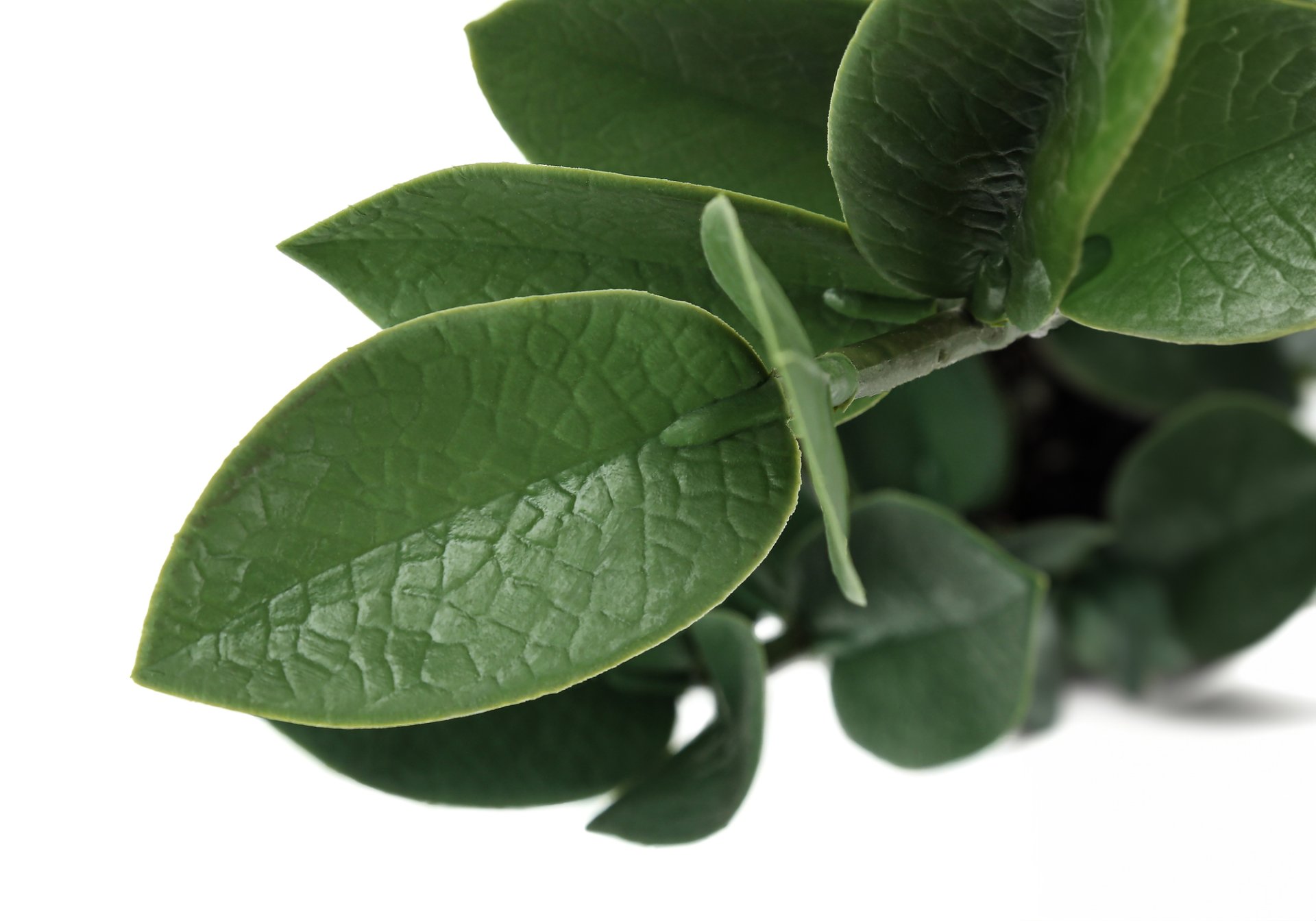 20" Tall, Artificial Plant, Zz, Indoor, Faux, Fake, Table, Greenery, Potted, Real Touch, Decorative - Green / Gray - Image 4