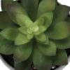 6" Tall, Artificial Plant, Succulent, Indoor, Faux, Fake, Table, Greenery, Potted, Decorative (Set of 3) - Green / Gray - Image 6
