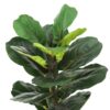 28" Tall, Artificial Plant, Fiddle Tree, Indoor, Faux, Fake, Floor, Greenery, Potted, Real Touch, Decorative - Green / Beige - Image 4
