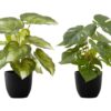 13" Tall, Artificial Plant, Monstera Calthea, Indoor, Faux, Fake, Table, Greenery, Potted, Decorative (Set of 2) - Green / Black - Image 2