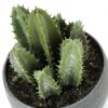 6" Tall, Artificial Plant, Succulent, Indoor, Faux, Fake, Table, Greenery, Potted, Decorative (Set of 3) - Green / Gray - Image 5