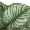 13" Tall, Artificial Plant, Epipremnum, Indoor, Faux, Fake, Table, Greenery, Potted, Decorative (Set of 2) - Green / Black - Image 3