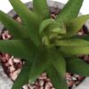 6" Tall, Artificial Plant, Succulent, Indoor, Faux, Fake, Table, Greenery, Potted, Decorative (Set of 2) - Green / Gray - Image 4